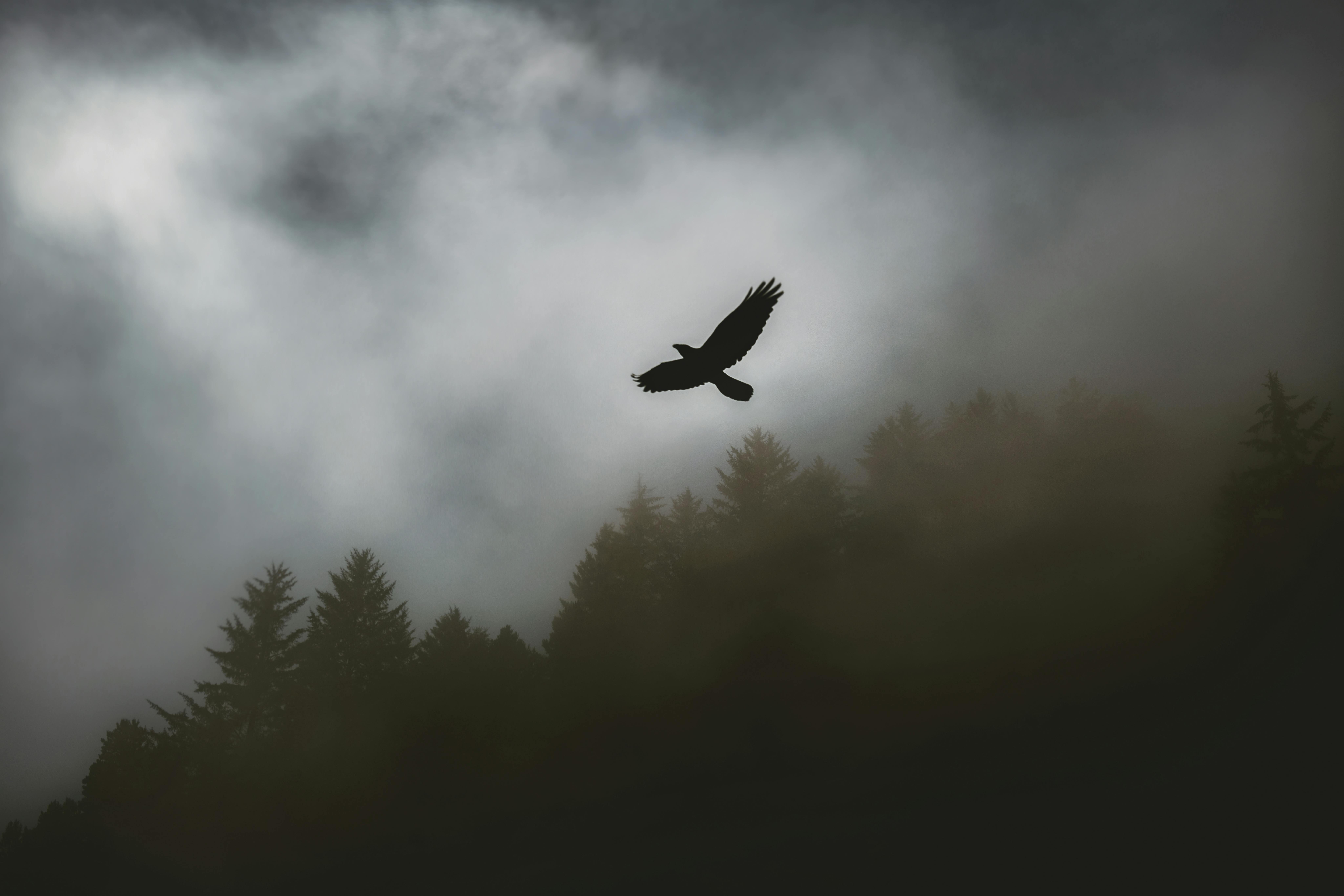 An eagle flying through the foggy clowds away from a dark forest by Timmoss Holder